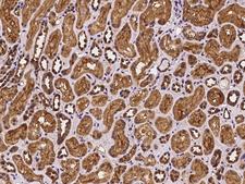PEX19 Antibody - Immunochemical staining of human PEX19 in human kidney with rabbit polyclonal antibody at 1:100 dilution, formalin-fixed paraffin embedded sections.