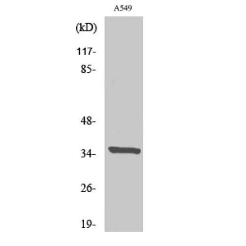 PEX2 / PAF-1 Antibody - Western blot of Peroxin 2 antibody