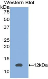 PEX2 / PAF-1 Antibody - Western blot of recombinant PEX2 / PAF-1.