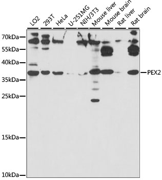 PEX2 / PAF-1 Antibody - Western blot analysis of extracts of various cell lines, using PEX2 antibody at 1:1000 dilution. The secondary antibody used was an HRP Goat Anti-Rabbit IgG (H+L) at 1:10000 dilution. Lysates were loaded 25ug per lane and 3% nonfat dry milk in TBST was used for blocking. An ECL Kit was used for detection and the exposure time was 20s.