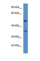 PEX2 / PAF-1 Antibody - PEX2 antibody Western blot of Mouse Spleen lysate. Antibody concentration 1 ug/ml. This image was taken for the unconjugated form of this product. Other forms have not been tested.