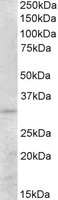 PEX26 Antibody - PEX26 antibody (0.5 ug/ml) staining of Human Kidney lysate (35 ug protein/ml in RIPA buffer). Primary incubation was 1 hour. Detected by chemiluminescence.