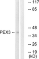 PEX3 Antibody - Western blot analysis of lysates from HeLa cells, using PEX3 Antibody. The lane on the right is blocked with the synthesized peptide.