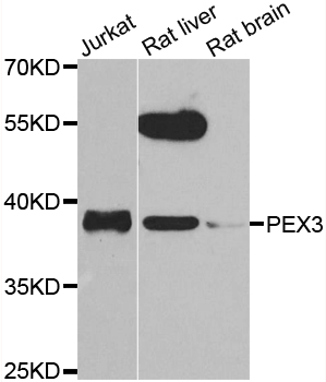 PEX3 Antibody - Western blot analysis of extracts of various cell lines.