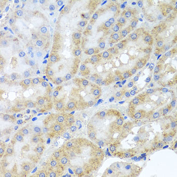 PEX3 Antibody - Immunohistochemistry of paraffin-embedded rat kidney tissue.