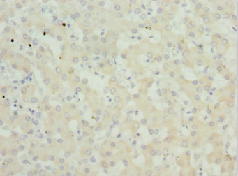 PEX3 Antibody - Immunohistochemistry of paraffin-embedded human liver tissue at dilution 1:100