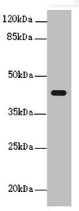 PEX3 Antibody - Western blot All Lanes:PEX3 antibody at 1.24ug/ml +Mouse kidney tissue Goat polyclonal to rabbit at 1/10000 dilution Predicted band size: 42 kDa Observed band size: 42 kDa
