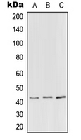PEX3 Antibody - Western blot analysis of PEX3 expression in HEK293T (A); NIH3T3 (B); H9C2 (C) whole cell lysates.