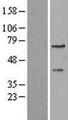 PEX3 Protein - Western validation with an anti-DDK antibody * L: Control HEK293 lysate R: Over-expression lysate