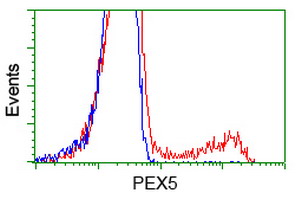 PEX5 Antibody - HEK293T cells transfected with either overexpress plasmid (Red) or empty vector control plasmid (Blue) were immunostained by anti-PEX5 antibody, and then analyzed by flow cytometry.