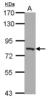 PEX5 Antibody - Sample (30 ug of whole cell lysate) A: U87-MG 7.5% SDS PAGE PEX5 antibody diluted at 1:1000