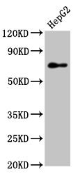 PEX5 Antibody - Positive Western Blot detected in HepG2 whole cell lysate. All lanes: PEX5 antibody at 7.4 µg/ml Secondary Goat polyclonal to rabbit IgG at 1/50000 dilution. Predicted band size: 71, 67, 70, 73 KDa. Observed band size: 71 KDa