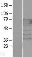PEX5 Protein - Western validation with an anti-DDK antibody * L: Control HEK293 lysate R: Over-expression lysate