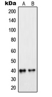 PEX7 Antibody - Western blot analysis of PEX7 expression in MCF7 (A); Raw264.7 (B) whole cell lysates.