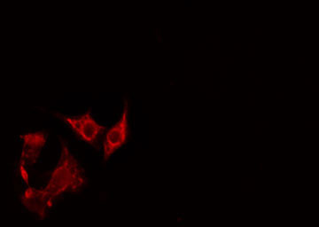 PEX7 Antibody - Staining NIH-3T3 cells by IF/ICC. The samples were fixed with PFA and permeabilized in 0.1% Triton X-100, then blocked in 10% serum for 45 min at 25°C. The primary antibody was diluted at 1:200 and incubated with the sample for 1 hour at 37°C. An Alexa Fluor 594 conjugated goat anti-rabbit IgG (H+L) antibody, diluted at 1/600, was used as secondary antibody.