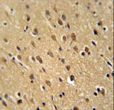 PFAS Antibody - PUR4 Antibody immunohistochemistry of formalin-fixed and paraffin-embedded human brain tissue followed by peroxidase-conjugated secondary antibody and DAB staining.