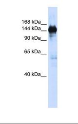 PFAS Antibody - 293T cell lysate. Antibody concentration: 1.0 ug/ml. Gel concentration: 6-18%.  This image was taken for the unconjugated form of this product. Other forms have not been tested.