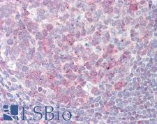 PFAS Antibody - Anti-PFAS antibody IHC staining of human tonsil. Immunohistochemistry of formalin-fixed, paraffin-embedded tissue after heat-induced antigen retrieval. Antibody concentration 15 ug/ml. This image was taken for the unconjugated form of this product. Other forms have not been tested.