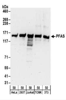 PFAS Antibody - Detection of Human and Mouse PFAS by Western Blot. Samples: Whole cell lysate (50 ug) from HeLa, 293T, Jurkat, mouse TCMK-1, and mouse NIH3T3 cells. Antibodies: Affinity purified rabbit anti-PFAS antibody used for WB at 0.04 ug/ml. Detection: Chemiluminescence with an exposure time of 3 minutes.