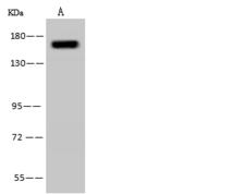 PFAS Antibody - Anti-PFAS rabbit polyclonal antibody at 1:500 dilution. Lane A: Jurkat Whole Cell Lysate. Lysates/proteins at 30 ug per lane. Secondary: Goat Anti-Rabbit IgG (H+L)/HRP at 1/10000 dilution. Developed using the ECL technique. Performed under reducing conditions. Predicted band size: 145 kDa.