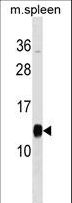PFDN1 Antibody - PFDN1 Antibody western blot of mouse spleen tissue lysates (35 ug/lane). The PFDN1 antibody detected the PFDN1 protein (arrow).