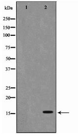 PFDN1 Antibody - Western blot of RAW264.7 cell lysate using PFDN1 Antibody