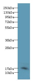 PFDN2 Antibody - Western blot. All lanes: PFDN2 antibody at 6 ug/ml+ 293T whole cell lysate Goat polyclonal to rabbit at 1:10000 dilution. Predicted band size: 17 kDa. Observed band size: 17 kDa.