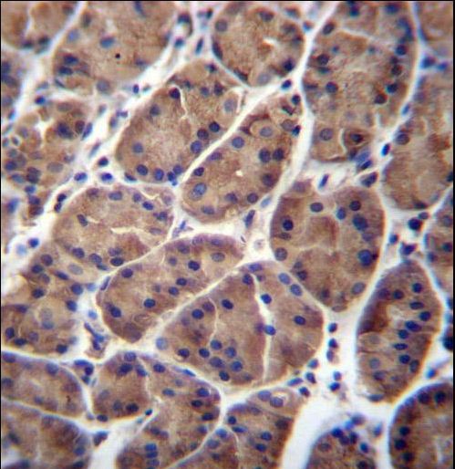 PFDN5 / MM1 Antibody - PFDN5 Antibody immunohistochemistry of formalin-fixed and paraffin-embedded human stomach tissue followed by peroxidase-conjugated secondary antibody and DAB staining.