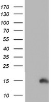 PFDN6 / HKE2 Antibody - HEK293T cells were transfected with the pCMV6-ENTRY control (Left lane) or pCMV6-ENTRY PFDN6 (Right lane) cDNA for 48 hrs and lysed. Equivalent amounts of cell lysates (5 ug per lane) were separated by SDS-PAGE and immunoblotted with anti-PFDN6.