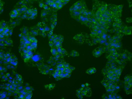 PFKFB4 Antibody - Immunofluorescent staining of HepG2 cells using anti-PFKFB4 mouse monoclonal antibody.