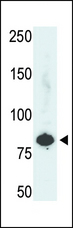 PFKL Antibody - The anti-PFKL antibody is used in Western blot to detect PFKL in HepG2 cell lysate.