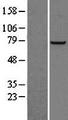 PFKL Protein - Western validation with an anti-DDK antibody * L: Control HEK293 lysate R: Over-expression lysate