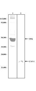 PFKM / PFK-1 Antibody - Western blot analysis demonstrates the labeling specificity of the antibodies used for immunofluorescence (see Fig. 1). Tissue lysate from hog carotid arteries was analyzed by SDS-PAGE. Nitrocellulose membranes were probed with the corresponding antibodies at the same concentrations used for immunofluorescence labeling.  0.05 (PFK) and 0.2 mg (CAV-1) was loaded into lanes 1 and 2, respectively. Western blot development resulted in identification of the proteins of interest at the expected sizes, demonstrating the labeling specificity of the antibodies. Molecular weights are given.