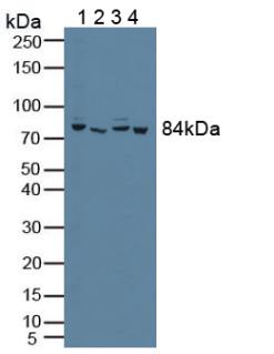 PFKP Antibody - Western Blot; Sample: Lane1: Human A549 Cells; Lane2: Porcine Heart Tissue; Lane3: Human Jurkat Cells; Lane4: Porcine Skeletal Muscle Tissue.