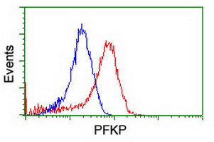PFKP Antibody - Flow cytometry of HeLa cells, using anti-PFKP antibody (Red), compared to a nonspecific negative control antibody (Blue).