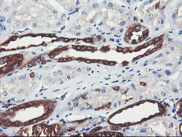 PFKP Antibody - IHC of paraffin-embedded Human Kidney tissue using anti-PFKP mouse monoclonal antibody.