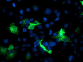 PFKP Antibody - Anti-PFKP mouse monoclonal antibody immunofluorescent staining of COS7 cells transiently transfected by pCMV6-ENTRY PFKP.