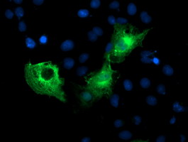 PFKP Antibody - Anti-PFKP mouse monoclonal antibody immunofluorescent staining of COS7 cells transiently transfected by pCMV6-ENTRY PFKP.