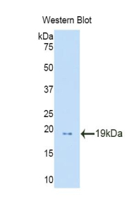 PFN1 / Profilin 1 Antibody - Western blot of recombinant PFN1 / Profilin 1.  This image was taken for the unconjugated form of this product. Other forms have not been tested.