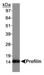 PFN1 / Profilin 1 Antibody - Profilin Antibody - Western Blot on HeLa whole cell extracts.  This image was taken for the unconjugated form of this product. Other forms have not been tested.