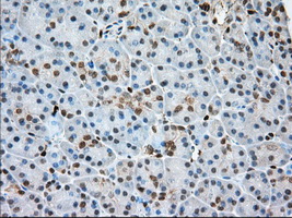 PFN1 / Profilin 1 Antibody - Immunohistochemical staining of paraffin-embedded Human pancreas tissue using anti-PFN1 mouse monoclonal antibody. (Dilution 1:50).