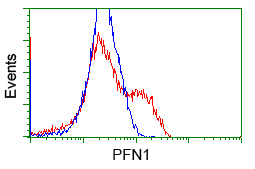 PFN1 / Profilin 1 Antibody - HEK293T cells transfected with either overexpress plasmid (Red) or empty vector control plasmid (Blue) were immunostained by anti-PFN1 antibody, and then analyzed by flow cytometry.