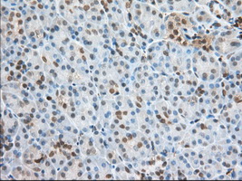 PFN1 / Profilin 1 Antibody - Immunohistochemical staining of paraffin-embedded Human pancreas tissue using anti-PFN1 mouse monoclonal antibody. (Dilution 1:50).