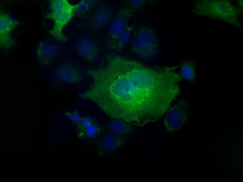 PFN1 / Profilin 1 Antibody - Anti-PFN1 mouse monoclonal antibody  immunofluorescent staining of COS7 cells transiently transfected by pCMV6-ENTRY PFN1.