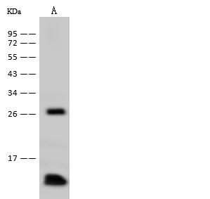 PFN1 / Profilin 1 Antibody - Anti-PFN1 rabbit polyclonal antibody at 1:500 dilution. Lane A: Mouse spleen tissue lysate. Lysates/proteins at 30 ug per lane. Secondary: Goat Anti-Rabbit IgG (H+L)/HRP at 1/10000 dilution. Developed using the ECL technique. Performed under reducing conditions. Predicted band size: 15 kDa. Observed band size: 15 kDa.
