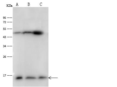 PFN1 / Profilin 1 Antibody - Anti-PFN1 rabbit polyclonal antibody at 1:500 dilution. Lane A: HeLa Whole Cell Lysate. Lane B: HepG2 Whole Cell Lysate. Lane C: MCF7 Whole Cell Lysate. Lysates/proteins at 30 ug per lane. Secondary: Goat Anti-Rabbit IgG (H+L)/HRP at 1/10000 dilution. Developed using the ECL technique. Performed under reducing conditions. Predicted band size: 15 kDa. Observed band size: 15 kDa.