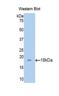 PFN2 / Profilin 2 Antibody - Western blot of recombinant PFN2 / Profilin 2.  This image was taken for the unconjugated form of this product. Other forms have not been tested.