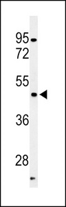 PFTK1 / CDK14 Antibody - Western blot of hPFTK1-M1 in mouse liver tissue lysates (35 ug/lane). PFTK1 (arrow) was detected using the purified antibody.