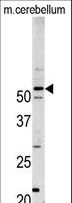 PFTK1 / CDK14 Antibody - Western blot of PFTK1 antibody in mouse cerebellum tissue lysates (35 ug/lane). PFTK1 (arrow) was detected using the purified antibody.