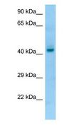 PGA4 Antibody - PGA4 antibody Western Blot of Fetal Liver.  This image was taken for the unconjugated form of this product. Other forms have not been tested.